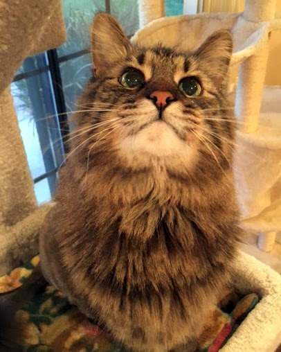 My Maine Coon World