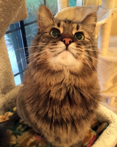 My Maine Coon World