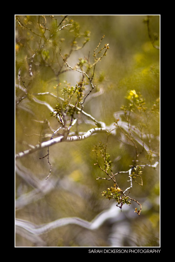 IMG_4278