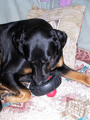 Lola_tirekongB