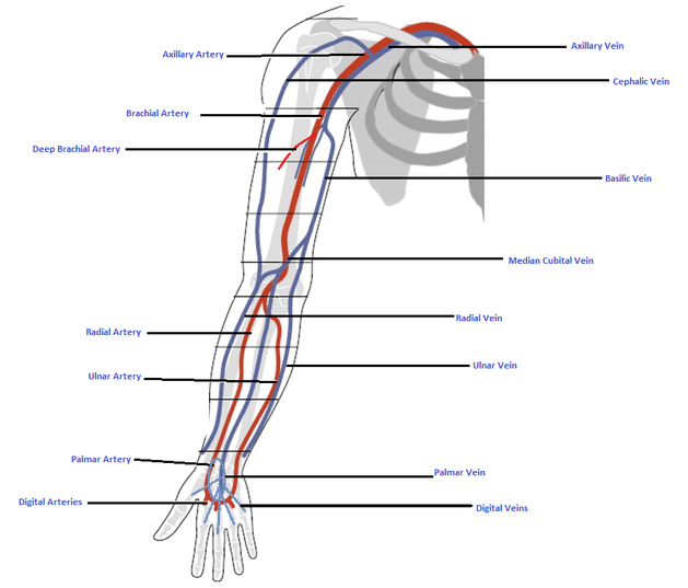 Arteries Diagram Arm : Duplex Assessment Of Upper Limb Arterial Disease ...