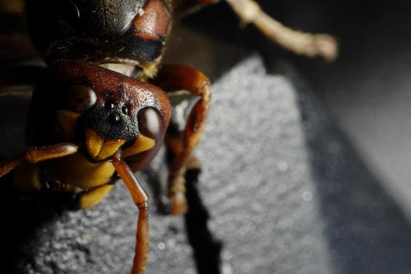 Antennae Of Insects