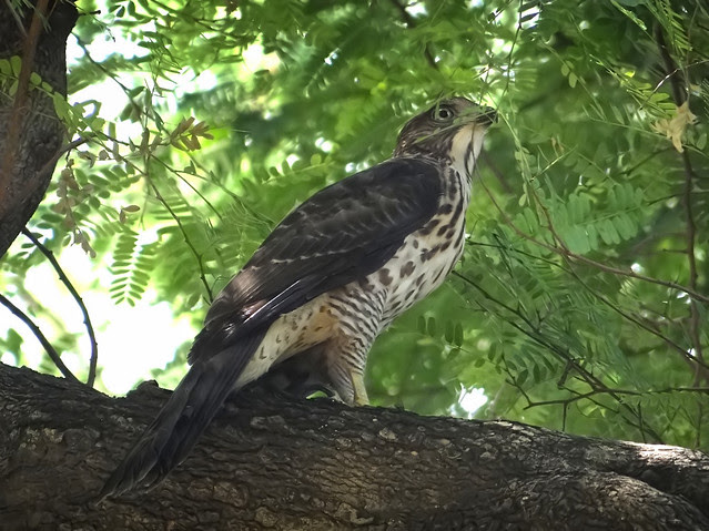 鳳頭蒼鷹/無限台南