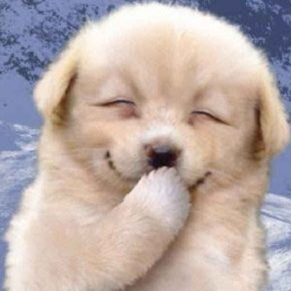 動物画像無料 無料ダウンロード顔 動物 面白い 画像