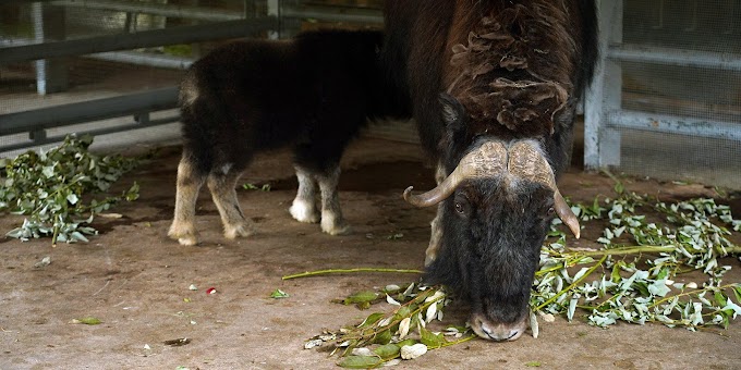 Мощные копытные родом из Арктики: в Московском зоопарке пополнилось семейство овцебыков