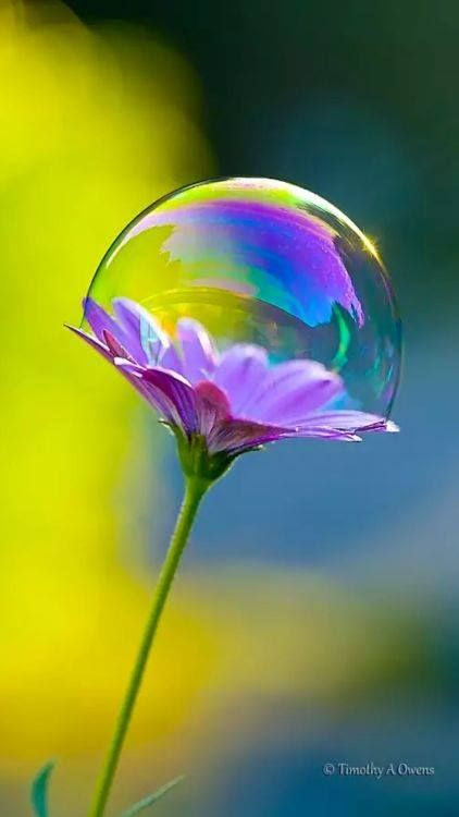 macro photography 15