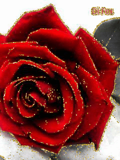 Красивая роза.