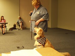 a well-trained dog