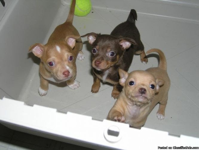 How Much Do Chihuahua Puppies Cost SETPQ