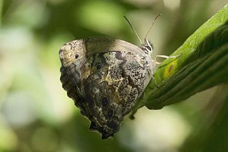 Por: lepidopterofilo.blogspot