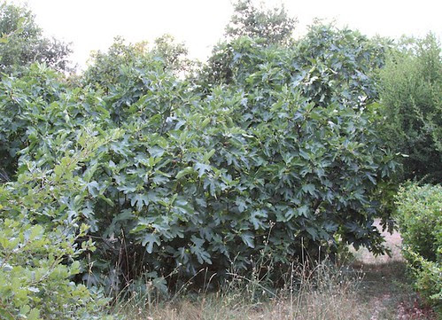 Figtree1