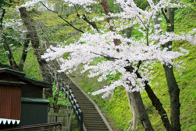 秋田市 千秋公園の桜