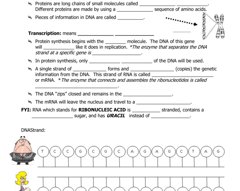 dna-mutation-simulation-worksheet-answer-key