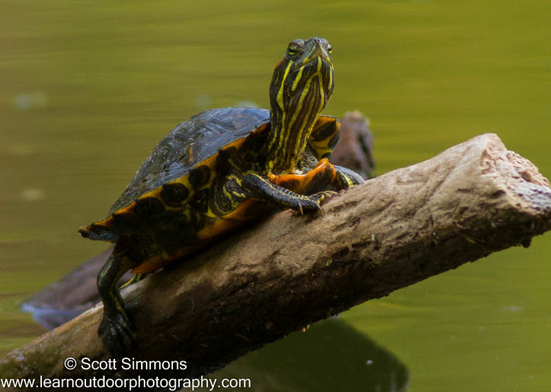 Photo & Video Sharing by SmugMug Photo & Video Sharing by SmugMug