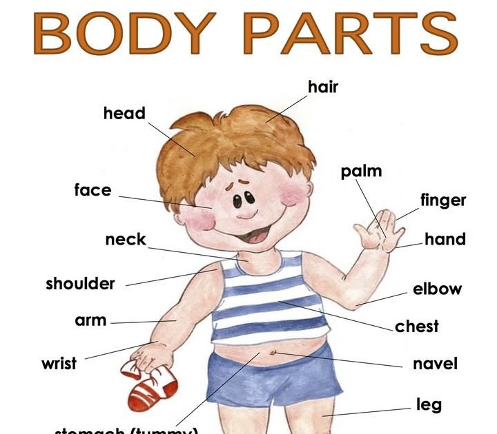 Human Body Parts Name : Front View of the Parts of the Human Body