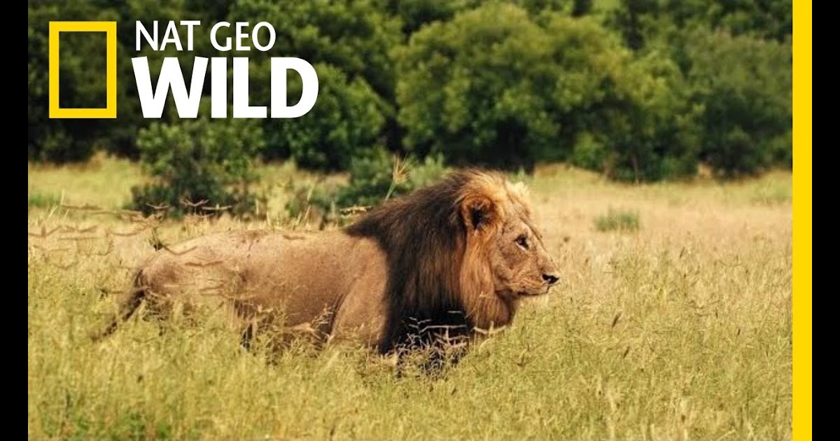 Documentary Nat Geo Wild : Nat Geo WILD Announces Upcoming Programing