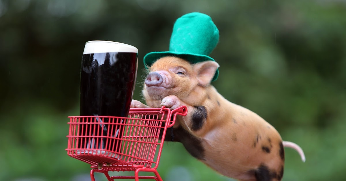 34 Schweine Bilder Lustig Kostenlos Besten Bilder von ausmalbilder