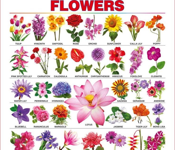 Amalie Jensen: Flowers Name In English And Kannada : Top 100+ Flowers ...