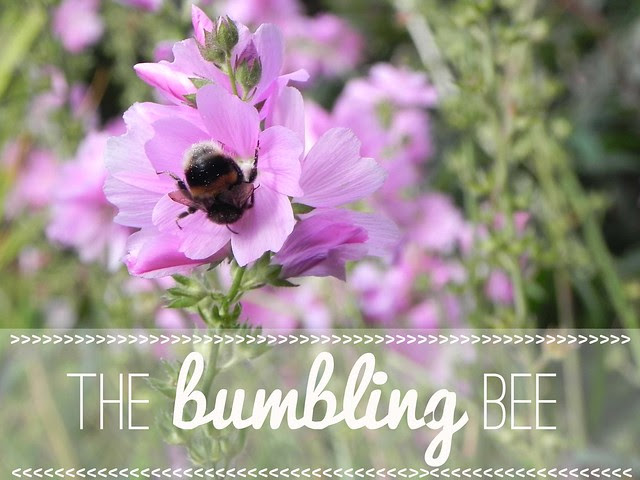 cover for blog spotlight