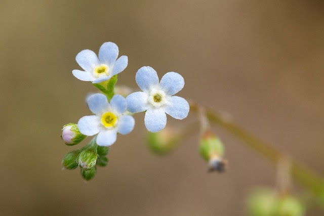 tiny blue dots