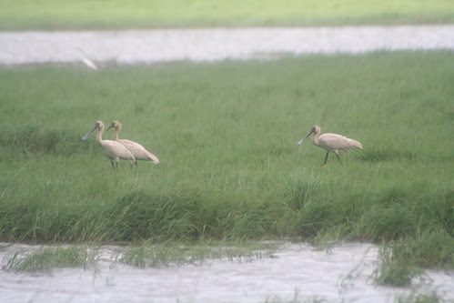 Royal Spoonbills ?