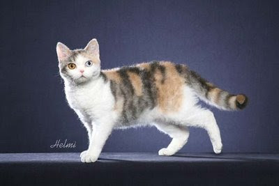 American Wirehair cat American Wirehair cat