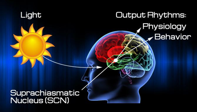 Your Circadian Rhythm While Fasting
