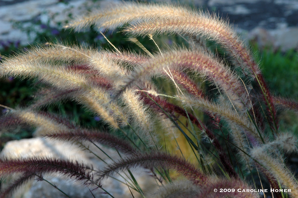 Purple fountain grass