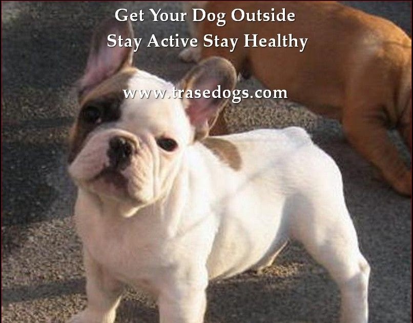 How Much Does It Cost To Spay A French Bulldog French