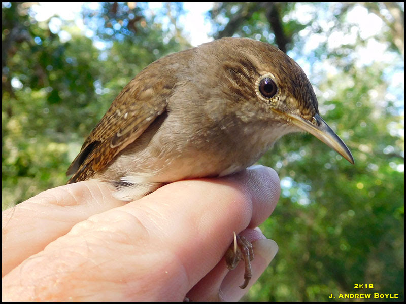 House Wren House Wren