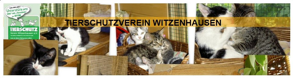 Perfect Dogs hunde_in_not_hessen