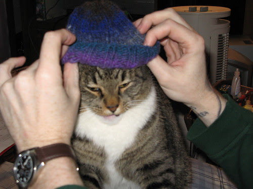 A hat for a cat