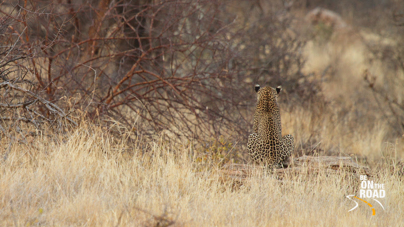 Leopard stares on into the woods