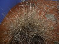 Free Image Hosting at www.ImageShack.us