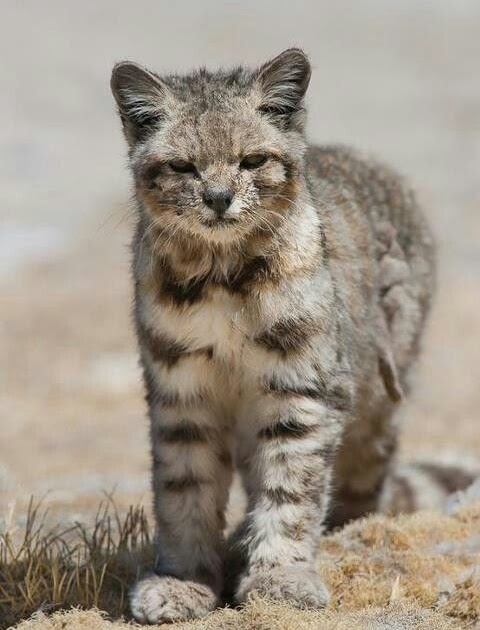 What Is The Most Endangered Wild Cat In The World