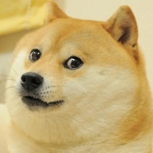 Cheems Doge Pfp : The meme typically consists of a picture of a shiba