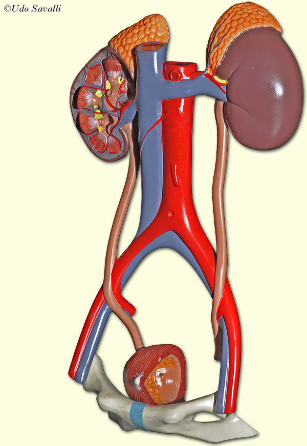 Urinary System Diagram Unlabeled - General Wiring Diagram