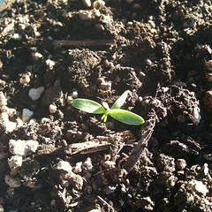 whoo! think the italian parsley I planted has sprouted. have a nice weekend #ig friends! #japan #osaka