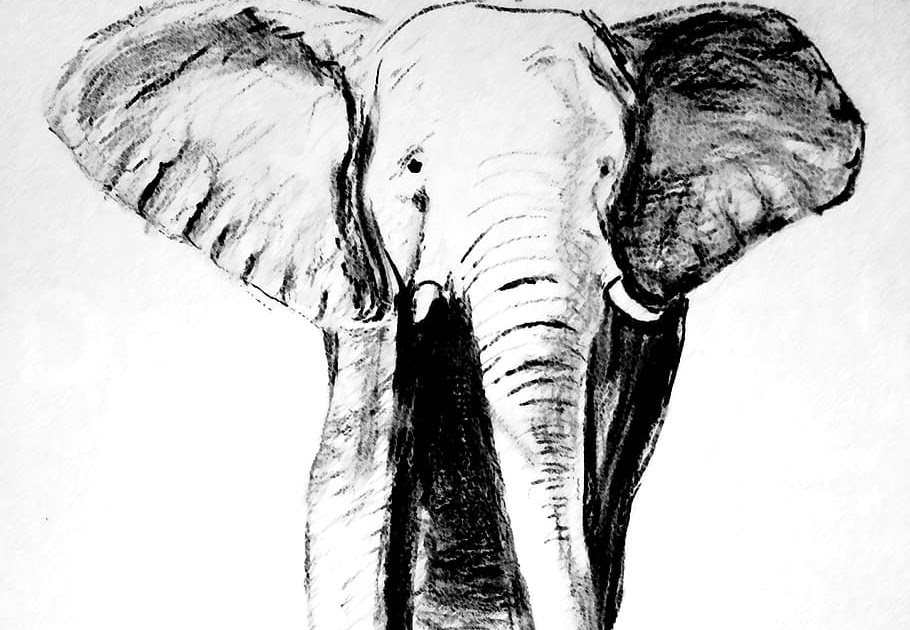 Sketsa Gajah - Elephant Animal Mammal Free Vector Graphic On Pixabay