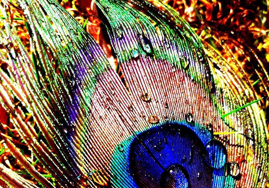 High Quality Krishna Peacock Feather Hd Wallpaper