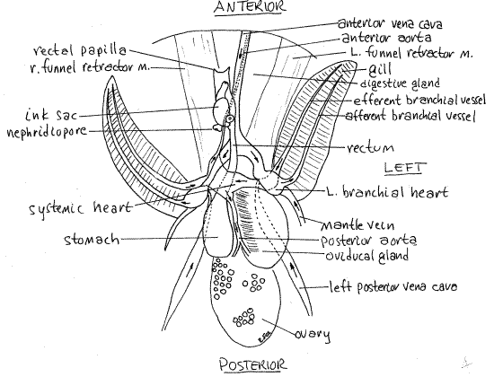 Squid Internal Anatomy - Anatomy Diagram Book