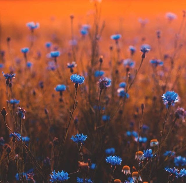 The Best 29 Aesthetic Blue Flowers Wallpaper Tumblr - Irinyc
