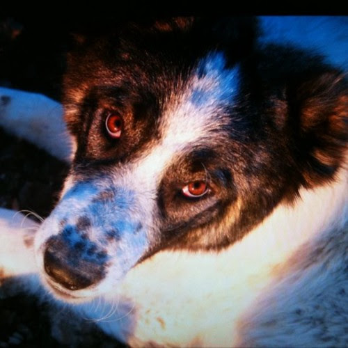 Shepherd dog