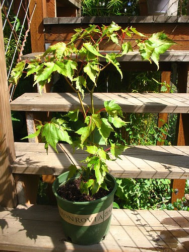 Acer buergerianum