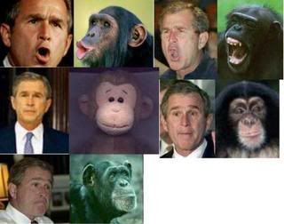 Bush-chimp
