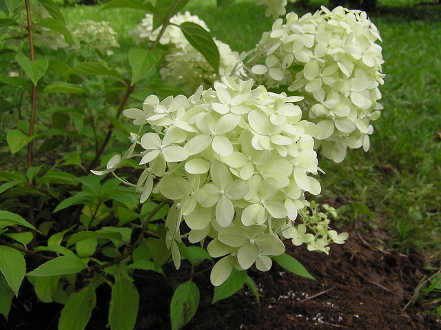 Hydrangea paniculata 'Limelight'