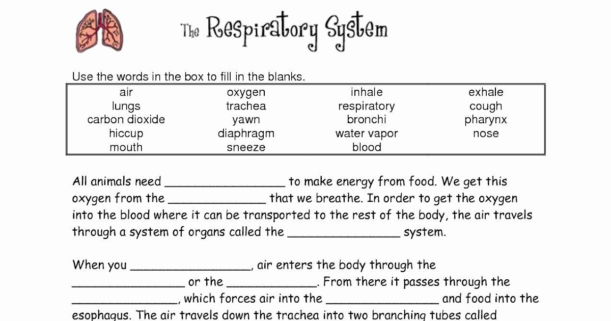 The Respiratory System Worksheet Pdf - worksheet