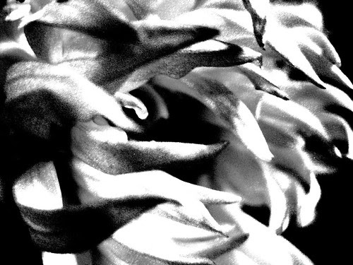 black & white flower petals