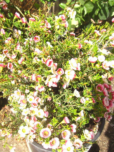 Chamelaucium