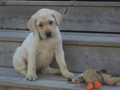 brandi 9 weeks